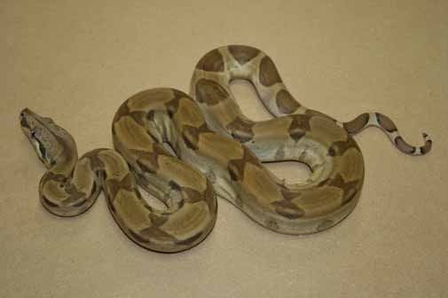 Boa Constrictors